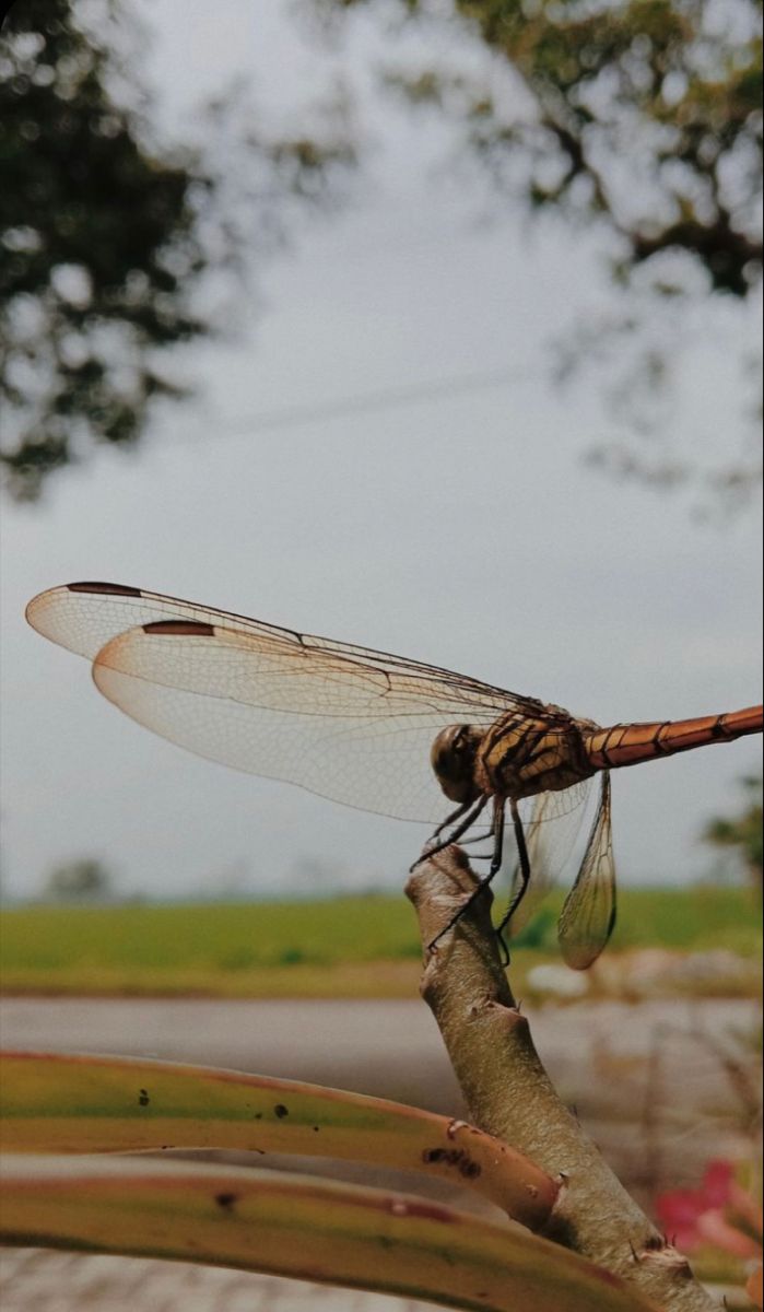 Dragonfly on plant