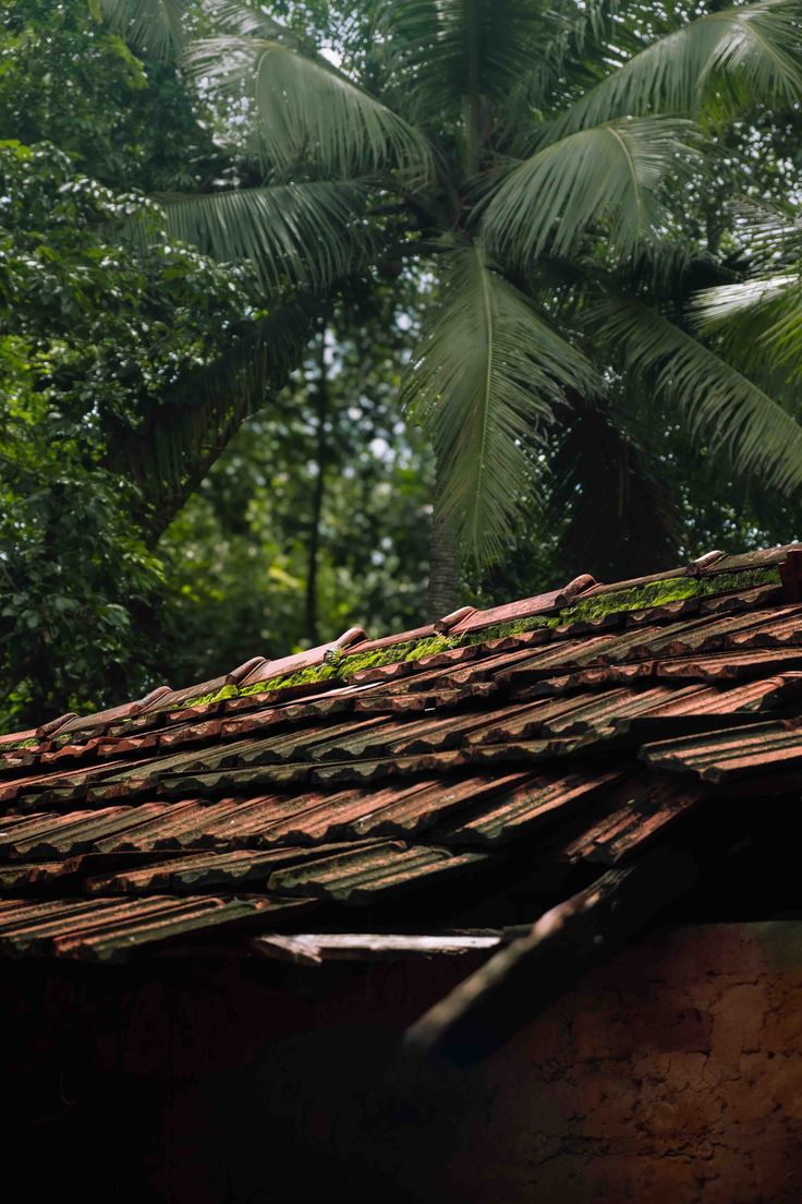 Old house with tropical plants