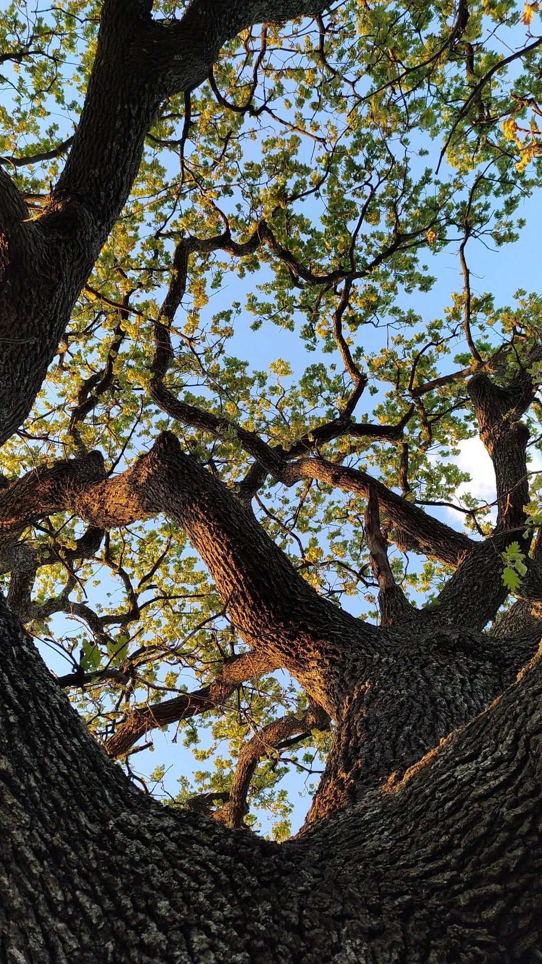 Ancient large tree with spreading branches
