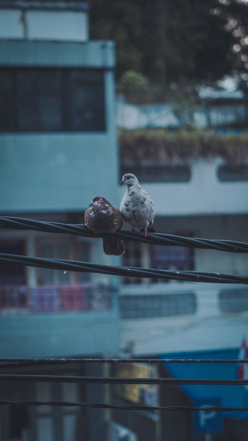 Two birds on power line